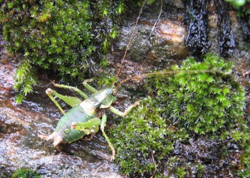 Réf. 288 372 : Antaxius sorrezensis